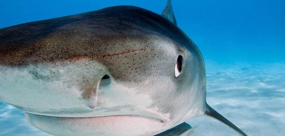 OtletResearch's tweet image. Scientists are looking for olfactory rosettes and olfactory bulbs from #sharks or #rays. Know someone with these samples? RT &amp;amp; log in otlet.io  to help a fellow scientist out! #samplesforscience