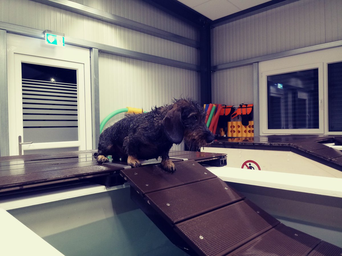 Heute #welthundetag im #doginnbaden mit #attraktionen und #geschenken und am 14.10. #hundebedarf #flohmarkt von 10 -18 Uhr! Kommt vorbei! #badenwürttemberg #badenairpark #dogsoftwitter #hunde