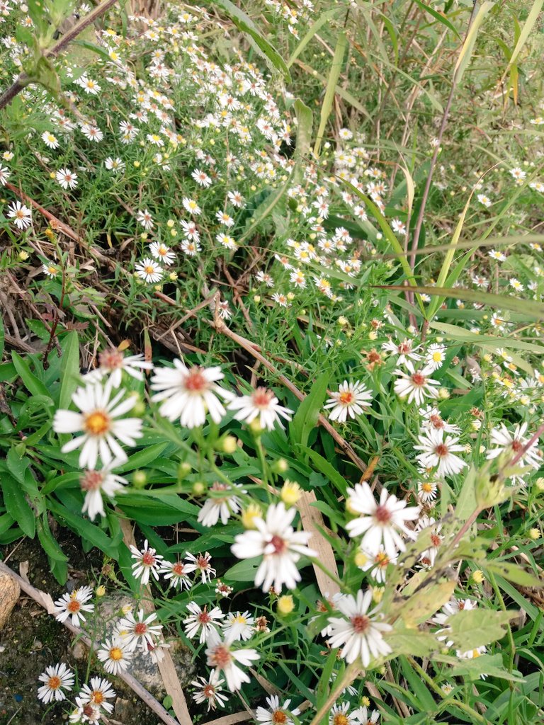 들꽃처럼 낮게 낮게가자
청초한 아름다움으로
내 삶을 위로했듯
그대에게 나는
작은 들꽃으로 드리우고 싶다
항상 지키지못한
약속처럼 그대곁에
머무르지 못한게 늘커다란
짐이였는데
혹여 다시태어나면
나는 그대에게 아주작은
의미라도 좋으니
그대곁을 지키는키작은
들꽃으로 드리우고싶다
/배은미