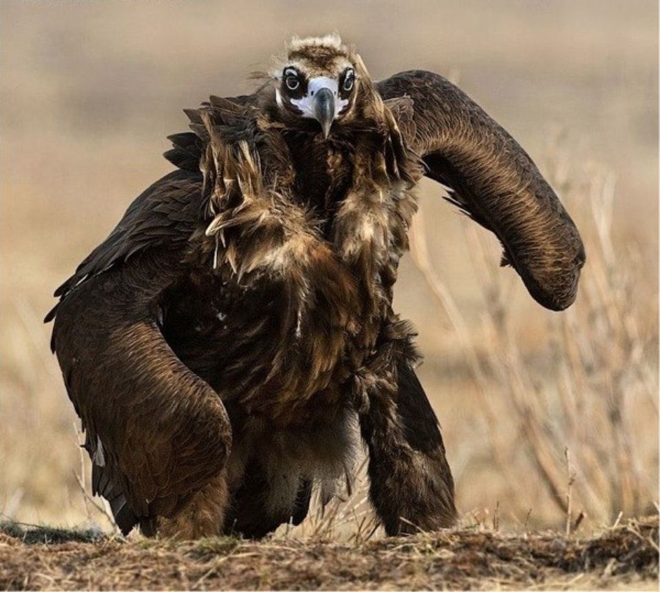 CGdrawing's tweet photo. Eagle walk https://t.co/eoxThKC3qV