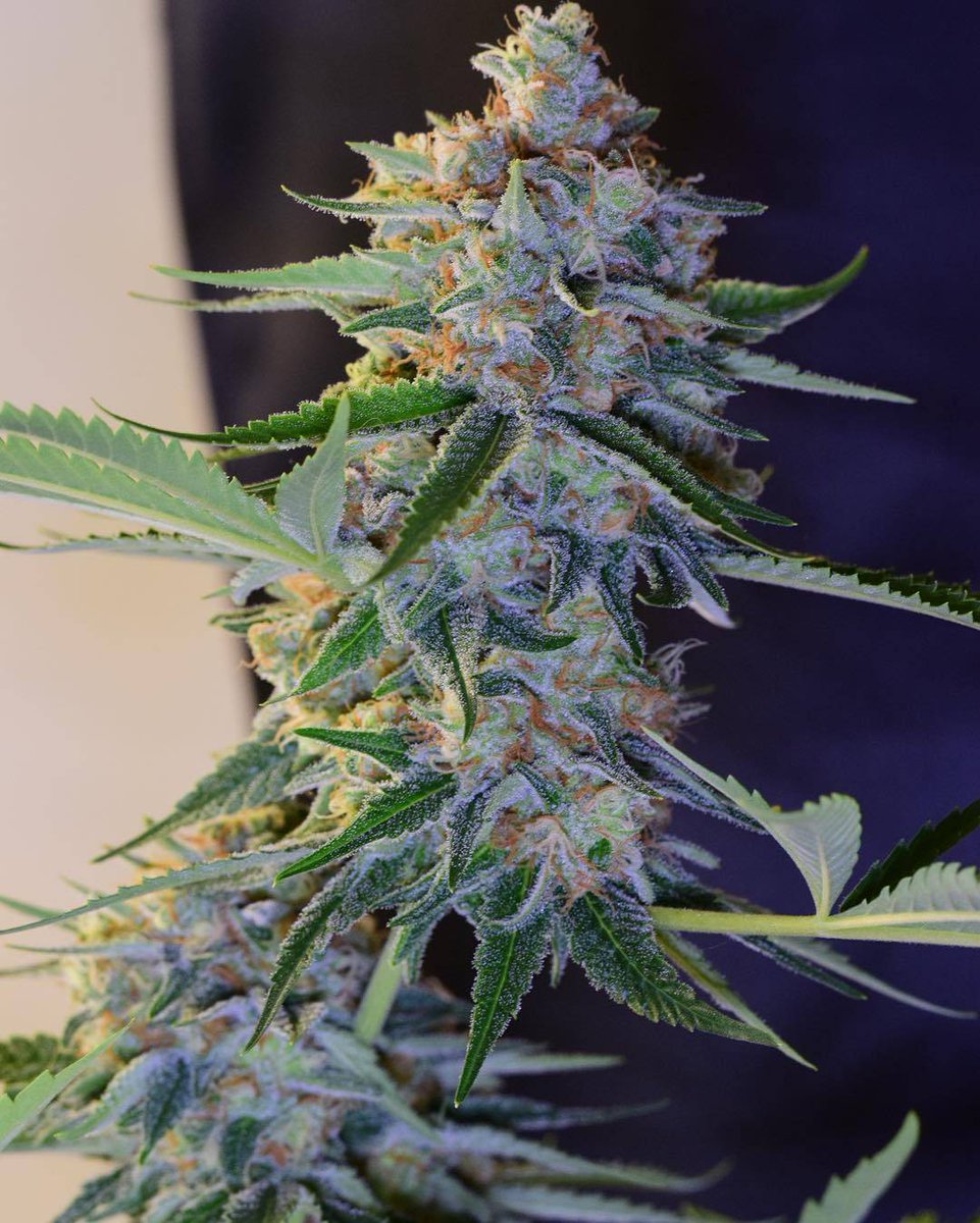 spliffseeds's tweet photo. Day 43 and this #crystalwhite from #spliffseeds is bulking up and packing on the sparkle! ✨⚡️🌱👀🤤#hydroponics #dwc #workingwithoutanet #nofilter #growingcannabis https://t.co/asjXYYWyzH https://t.co/oFls4z51Cv