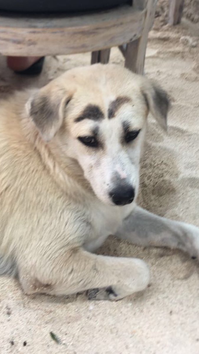 Sofia Lia tweet media