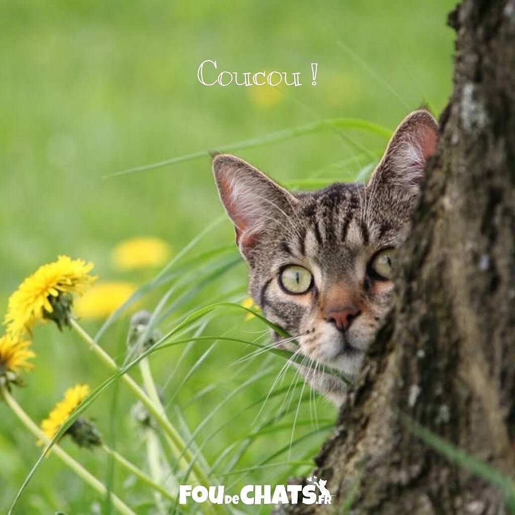 foudechats's tweet photo. Bonne journée les amis 😽💕 !
.
▶️ https://t.co/7zoa09tMKW  ◀️ Le chemin le plus sûr vers le bonheur.
.
💕 Nous rendons heureux tous les amoureux des #chats avec des #cadeaux originaux. 💕
.
#chat #chaton #amoureuxdeschats #jaimeleschats https://t.co/lCtCLd8i2u