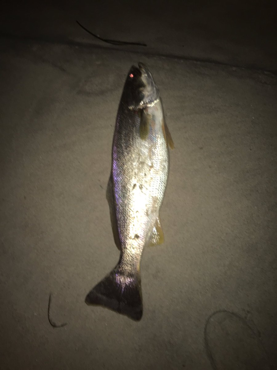ECATV1's tweet photo. Caught a #beautiful #weakfish from the #surf #overnight #surfcasting the #beaches of the #hamptons #longisland #newyork #october https://t.co/bho30CKLAG