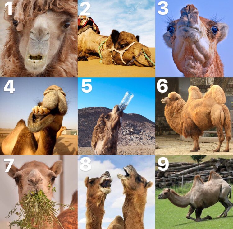 KateandLouCast's tweet photo. Happy Hump Day 🐫 
Which camel best describes you today?
.
.
.
.
.
.
.
.
.
.
#humpday #humpday🐫 #funnymemes #funny #memesdaily #humpdayhumor #wednesdayvibes #wednesdayfun #wednesdayhumor #funnycamel #halfwaythere #halfwaythroughtheweek #youmadeit #casting #castingdirector https://t.co/m8VypFqfR0