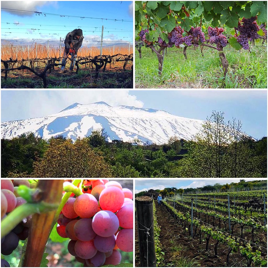 I vini del vulcano. I vini dell’Etna. I vini di Enò-Trio saranno a Back to the Wine 2018 - Faenza 18-19 novembre 2018. Non lasciatevi sfuggire questa gustosa e artigianale occasione. #winelovers #vinoitaliano #vino #vulcano #etna #etnarosso #backtothewine #StayTuned #winefair