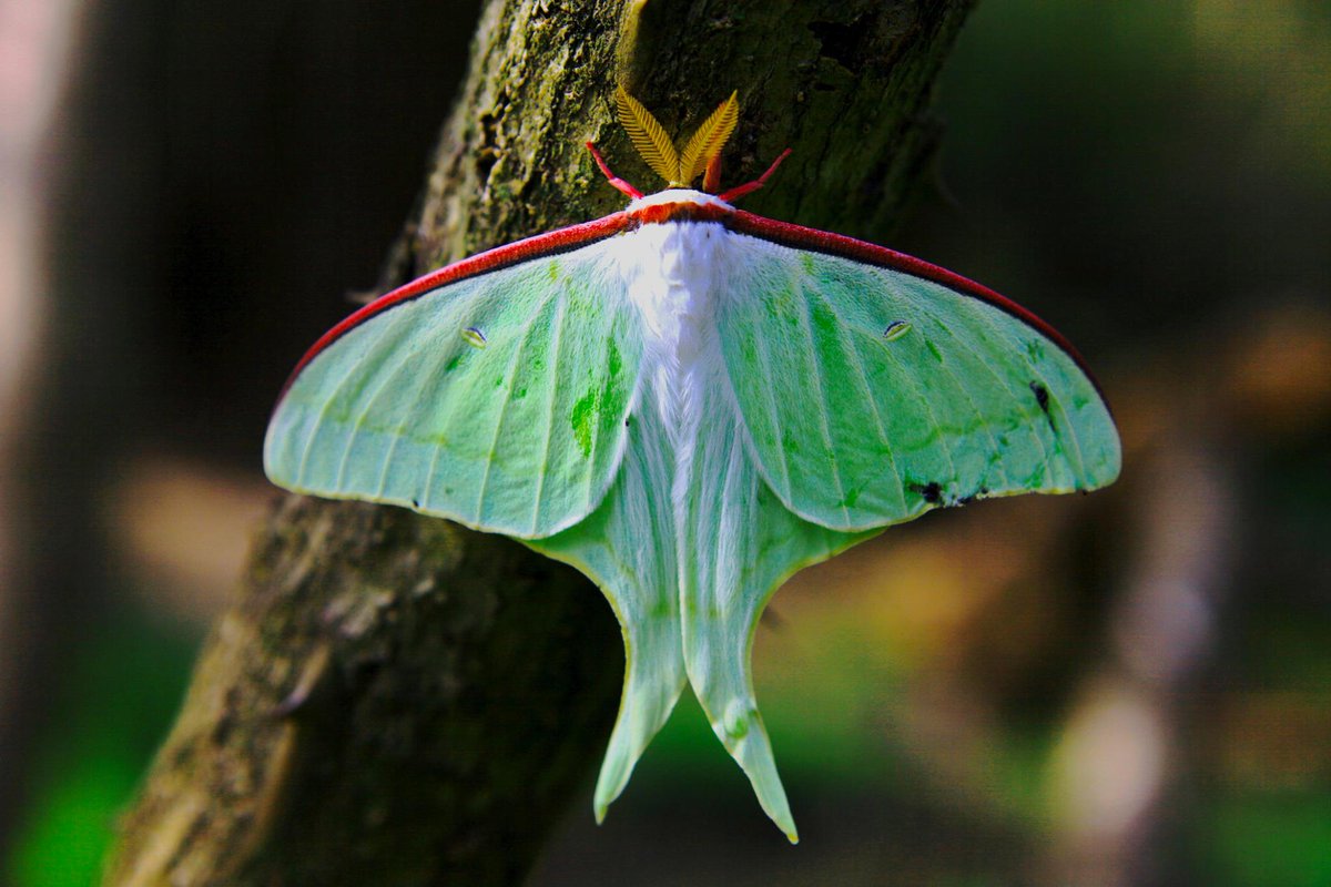 yanase hiroichi『アンパンマンと日本人』『カワセミ都市
