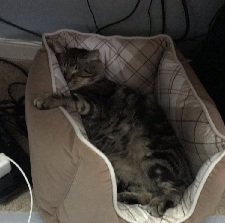 hmgarth14's tweet photo. @StrayLiotta @DoNotDuplic82 This is one of my faves, Stray ♥️ You're a squishy pile of soft fur & meats, napping the catnap of the completely trusting & utterly relaxed 😽😻
#StrayHappy #StraySafe #StrayLoved https://t.co/bIrFREm95W