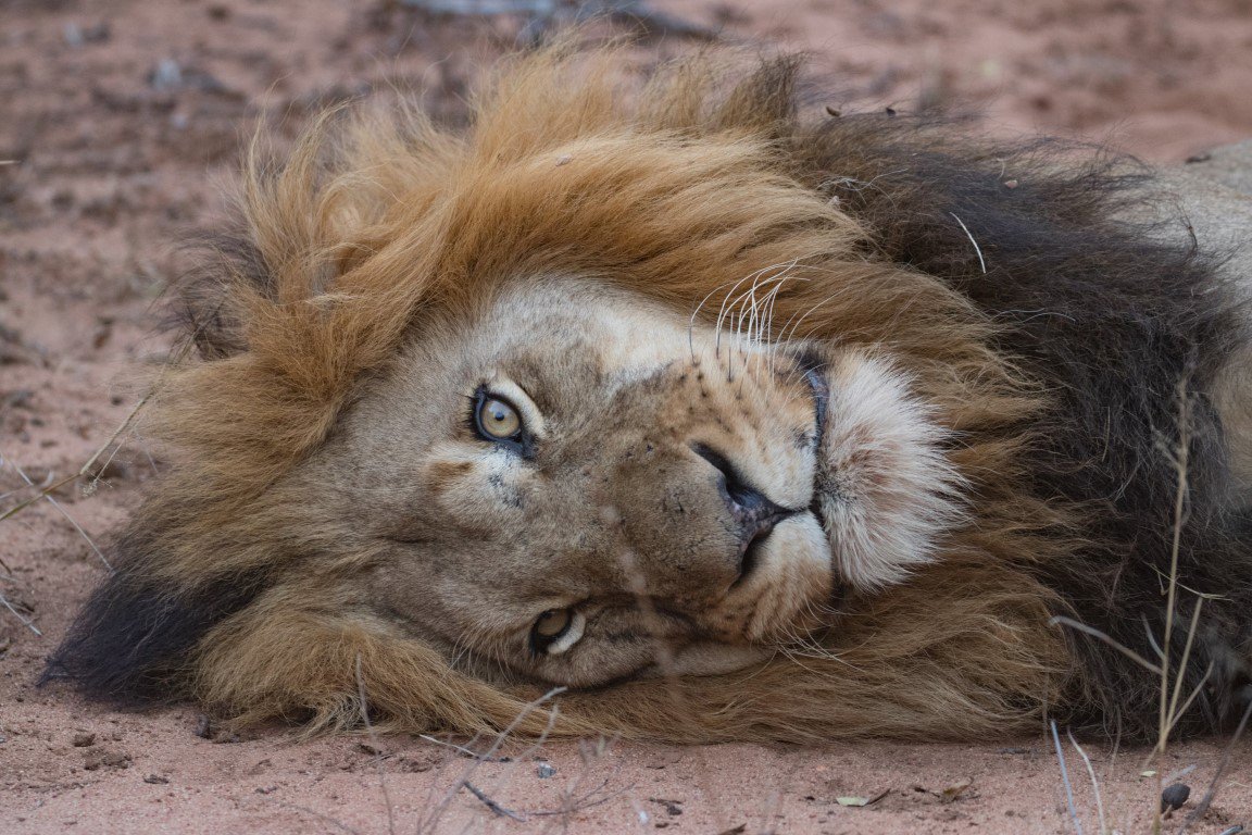 CampGaronga's tweet photo. Wow these lions really know how to work the camera! π€©
#Posers #Models #WorkTheCamera #Lions #BigFive #StrikeAPose #GarongaSafariCamp #Safari #AfricanWildlife
π· Sophie Barrett https://t.co/IojSujAbla