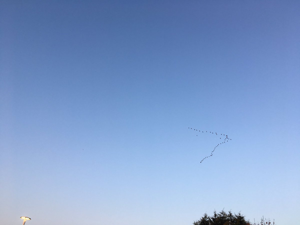 estrangeirada's tweet photo. Some mornings aren’t too bad #sunrise #birdsmigrating #trains https://t.co/qNwj9mU2dS