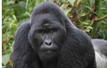 roamsafaris1's tweet photo. https://t.co/V7pdiApWH2