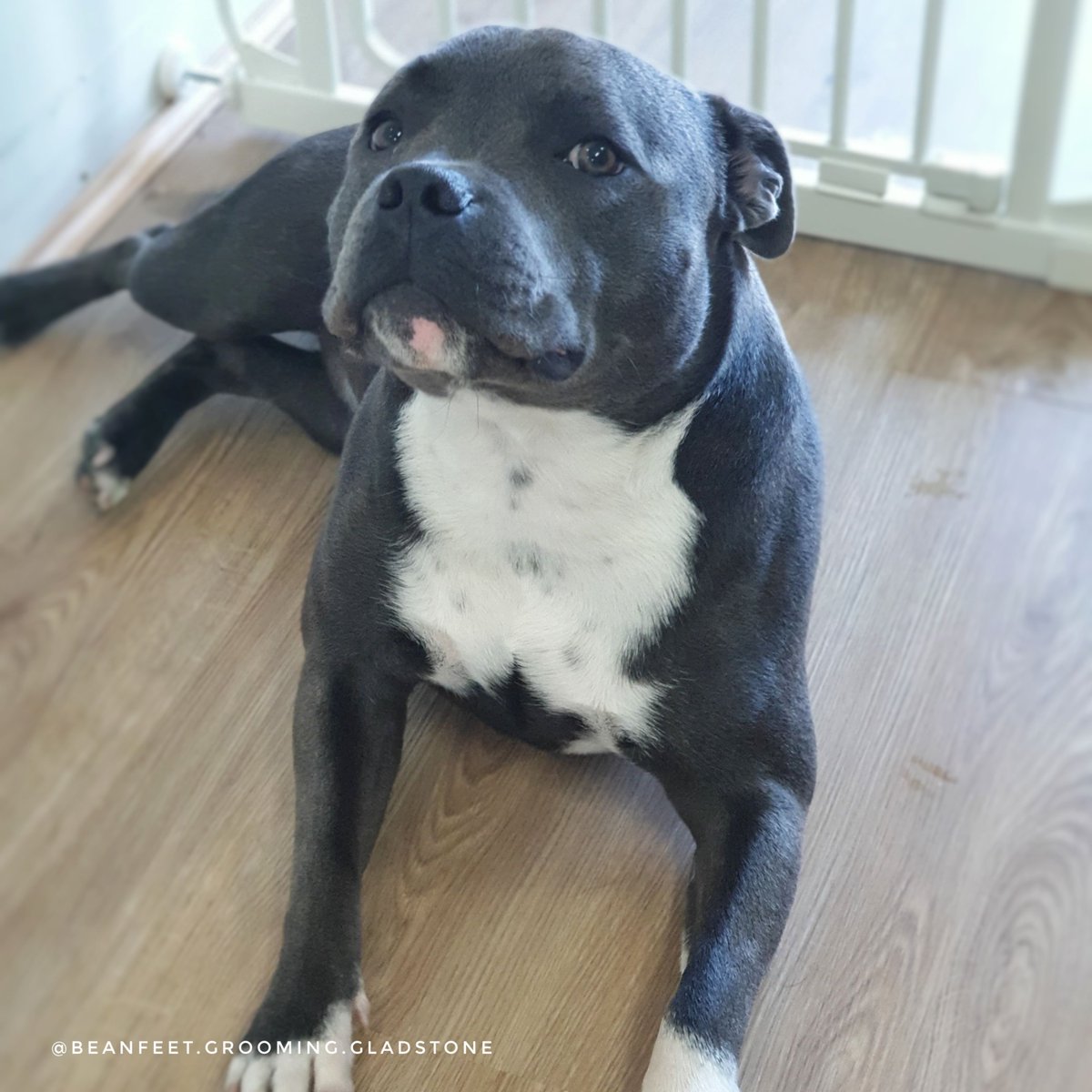 BeanfeetG's tweet photo. Dogs can reduce stress, anxiety, and depression, ease loneliness, encourage exercise and playfulness, and even improve your cardiovascular health.
Yep that's George 🥰
#dogs #dog #lovedogs #healthyliving #dogsofmelbourne #doggrooming #dogslife #petstagram #petsofmelbourne https://t.co/GSTk8WhuG2