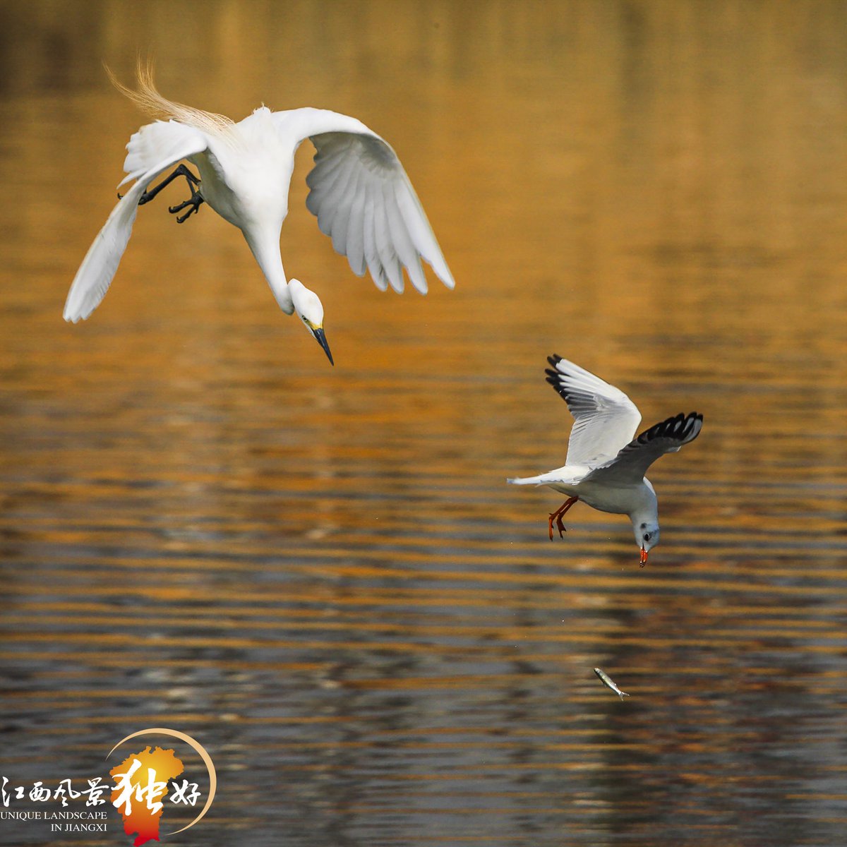 #江西風景獨好 #候鳥天堂   
江西鄱湖驛站，大自然的饋贈，候鳥的天堂！