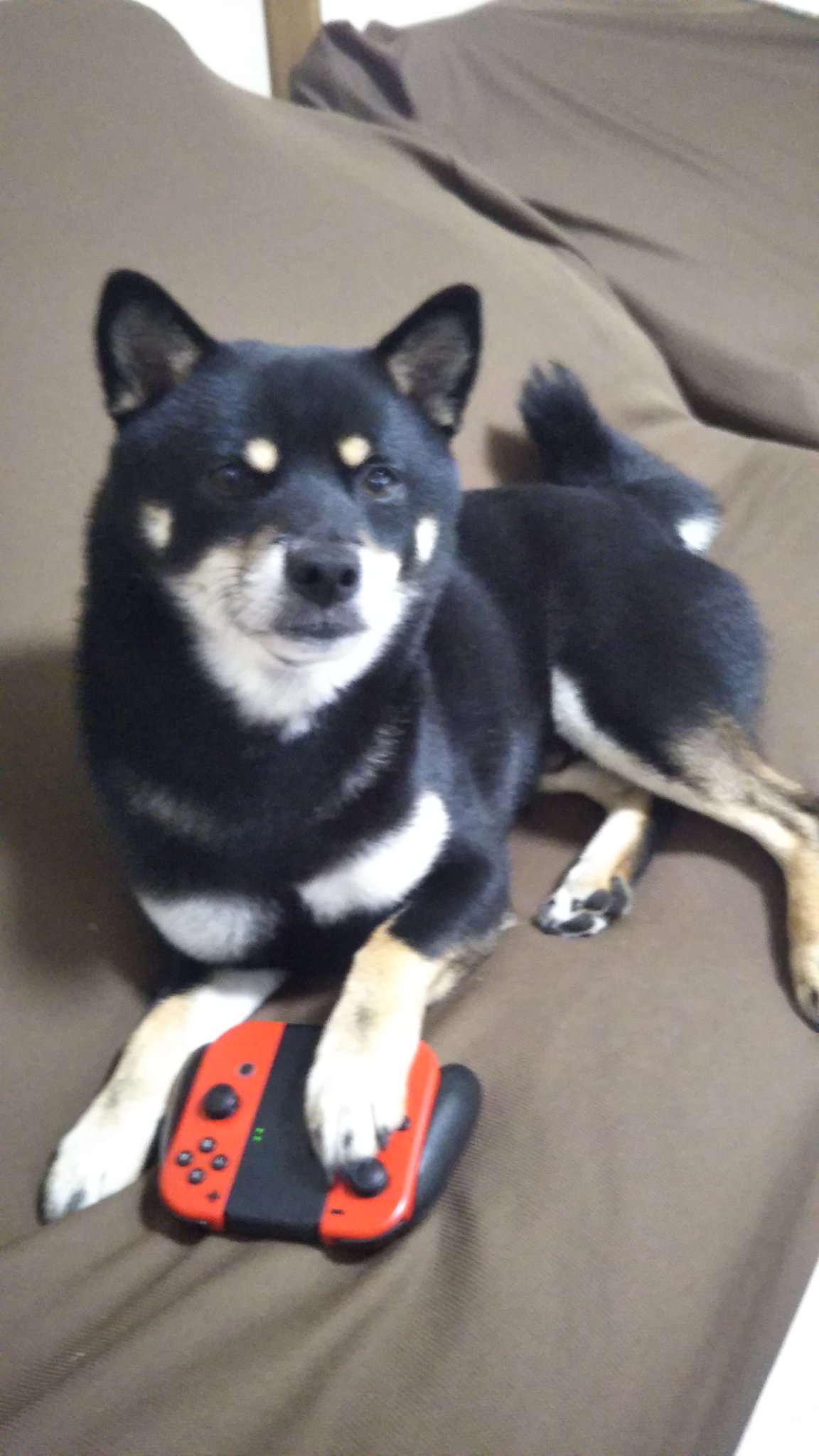 טוויטר いちこ 柴犬クロべぇ בטוויטר お久しぶりです クロべぇです おかーさんが動画投稿数秒しか出来ないって泣いてます ぼくは関係ないのでゲームしようっと 明日もシバって行きましょー 柴犬 黒柴 柴犬大好き 柴犬かわいい 柴犬好きさんと繋がりたい טוויטר いちこ 柴犬クロべぇ בטוויטר お久しぶりです クロべぇです おかーさんが動画投稿数秒しか出来ないって泣いてます ぼくは関係ないのでゲームしようっと 明日もシバって行きましょー 柴犬 黒柴 柴犬大好き 柴犬かわいい 柴犬好きさんと繋がりたい