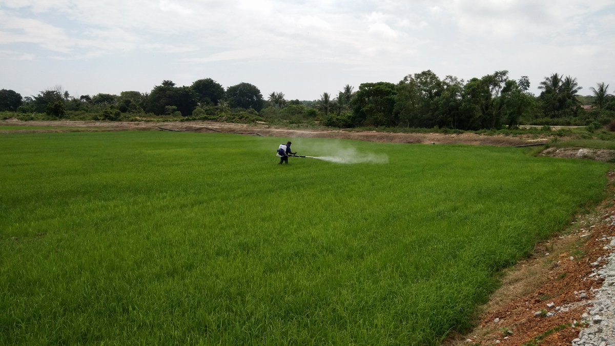 Projek Sawah Luar Jelapang PPK Melaka Tengah - Unit Peladang Lanjut Manis
#OurFoodOurFuture
#MelakaBerwibawa
#PintarHijauBersih