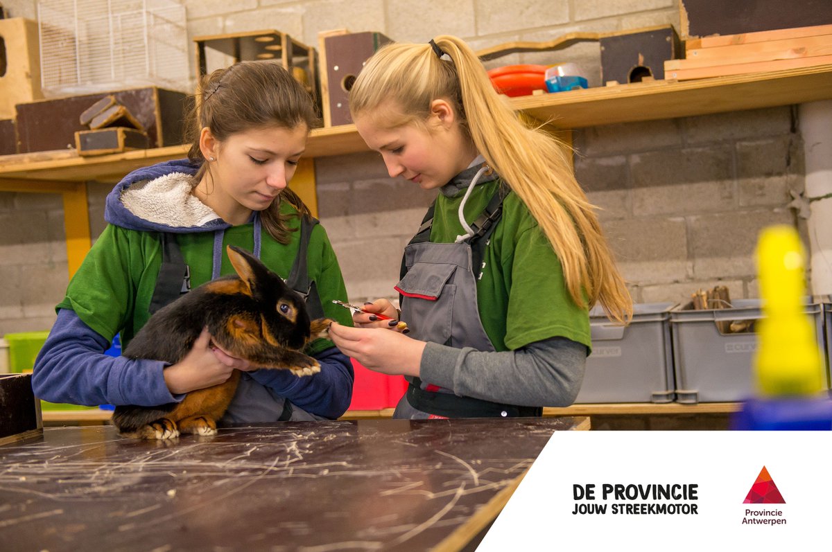 prov_antwerpen's tweet photo. .@pito_stabroek stoomt 1400 jongeren klaar voor hun toekomst als wetenschapper, technicus, vakman, agro-of biospecialist of ingenieur. Een topschool met up-to-date infrastructuur die een stevige basis legt voor een carrière of hogere studies. #streekmotor https://t.co/CVxGMio52B https://t.co/mONVxhBbwF