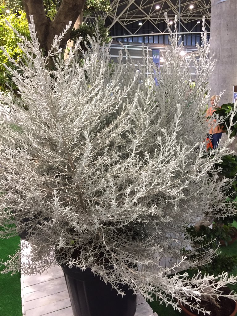 PepePlana's tweet photo. Eremophylla, bellezón en gris. Ahí estaba, solita, en #Iberflora18 https://t.co/r4IAhXJdxW