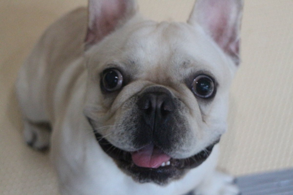 いぬの幼稚園バウバウ フレンチブルドッグのザイくん 同じフレンチの永吉くんと見つめ合い遊びのお誘いをしていました 仲良くじゃれあって遊んだ後はテックくんとおもちゃ遊びをして楽しんでいました いぬの幼稚園 バウバウ 大阪府 京橋