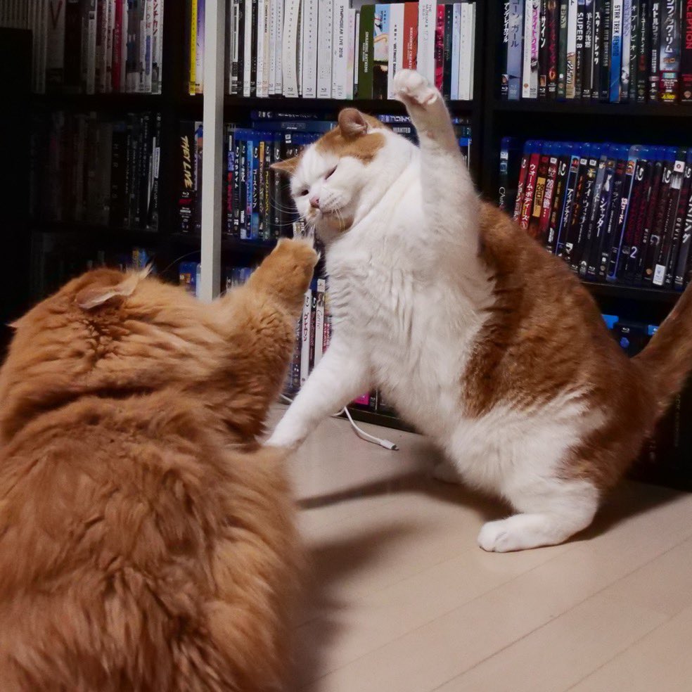 টুইটারে しっしー🐾@動画で地方創生ときどき猫YouTuber