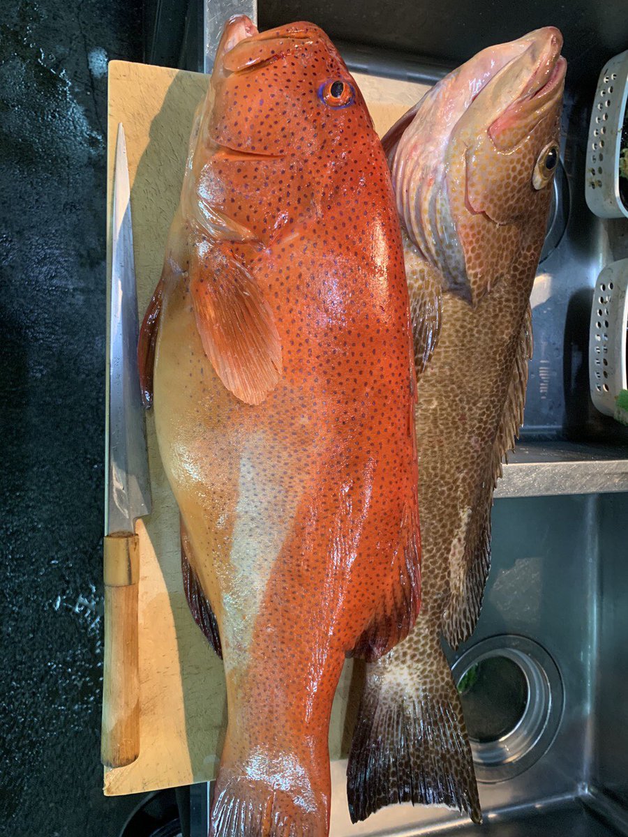 風来坊 Pa Twitter お客様の釣果 スジアラ オオモンハタ カマ塩焼き 兜煮付け 皮ポン酢 鍋 寿司 胃袋ぬた 刺し身 本日も絶賛営業中です スジアラ オオモンハタ カマ塩焼き 兜煮付け 皮ポン酢 鍋 寿司 胃袋ぬた 刺し身 本日も絶賛営業中です T