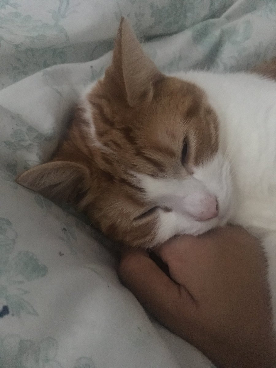 churchill_alex's tweet photo. Time to invoke the baby cat. George V books is now available. As soon as Amazon check their bloody warehouse. All proceeds go to keeping this little prince in the outrageous manner in which he has become accustomed. 😍 https://t.co/xYsLJmA7AV https://t.co/W3YKINXZuU