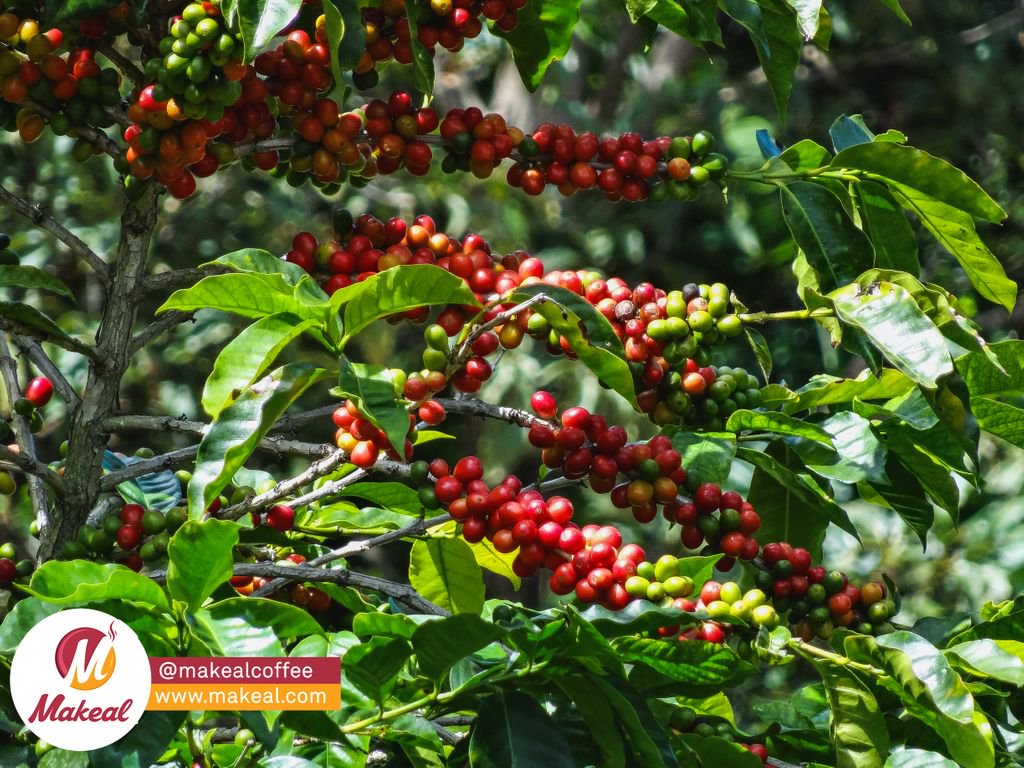 MakealCoffee's tweet photo. Coffee plants arrived to Panama with the first European settlers in the early 19thcentury . In the past ,Panama's production was about one-tenth of its neighbour CostaRica , but now there is increasing from the specialty coffee community in the high-quality coffees it can produce https://t.co/ITkVqf9gfC