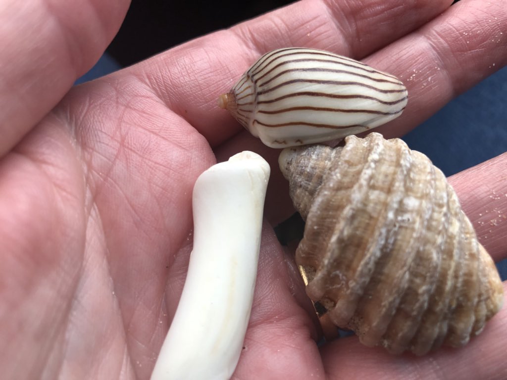 Like seashells, we are unique and beautiful, each with a story to tell. Love combing the beach for treasures from the sea. #holidaybliss