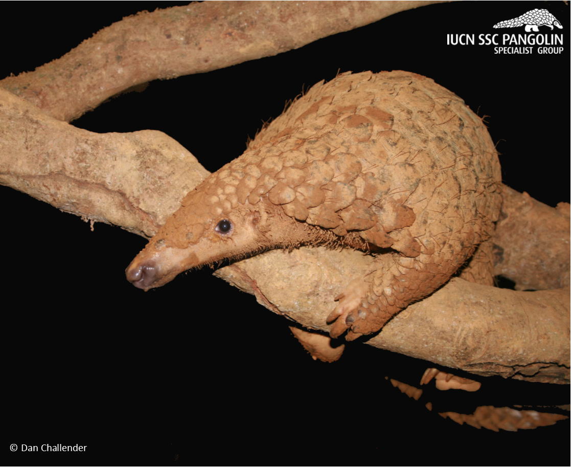 PangolinSG tweet picture
