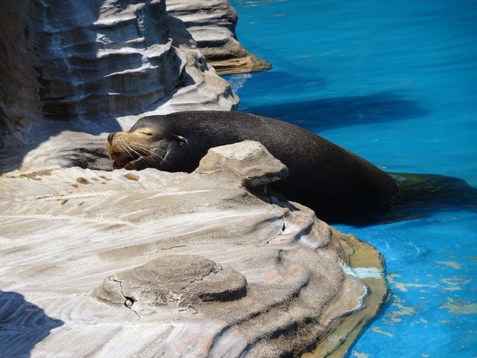 これはやべー顔で寝ているアシカ 