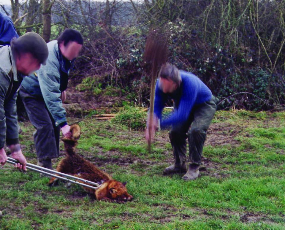 nqtv's tweet image. Créer une équipe, traquer un renard dans son terrier, l'extirper avec une pince, le tuer à coup de pelle. L'homme est fascinant 🤔
L'asso française de Vénerie Sous Terre décrit «une aventure humaine, un mode de chasse collectif qui peut être enrichissant». Et vous @FdeRugy ?