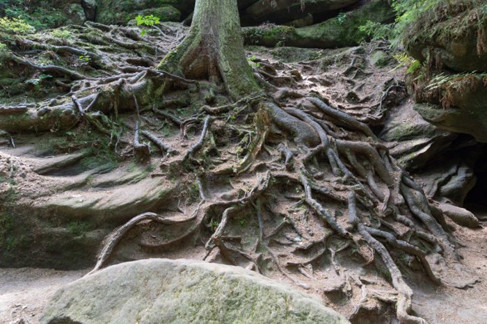 MandyEmmerling's tweet photo. @LostAngel2016 @myweeklyMHphoto #WalkInNature #nature #photography #myweeklymentalhealthphoto https://t.co/vOJgcxyolf