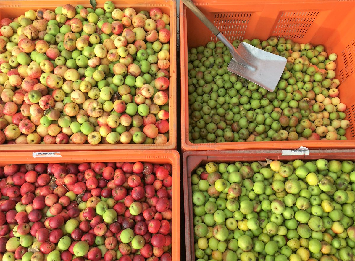These should keep the doctor away for a day or 2! #cornish apples for #cornishcider