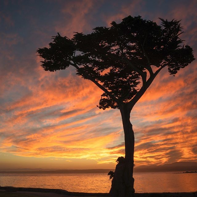 jameslconway's tweet photo. Lover's Point, Monterey, California.  #muse #fineart #sonyalpha #art of visuals #theimaged #the visuals collective #fstoppers #pocket_world #landscapephoto #landscape_lover #majestic_earth #awesomeglobe #nakedplanet #ourplanetdaily #photooftheday #earthf… https://t.co/mfGdxf7Ifd https://t.co/guLrB09hvG