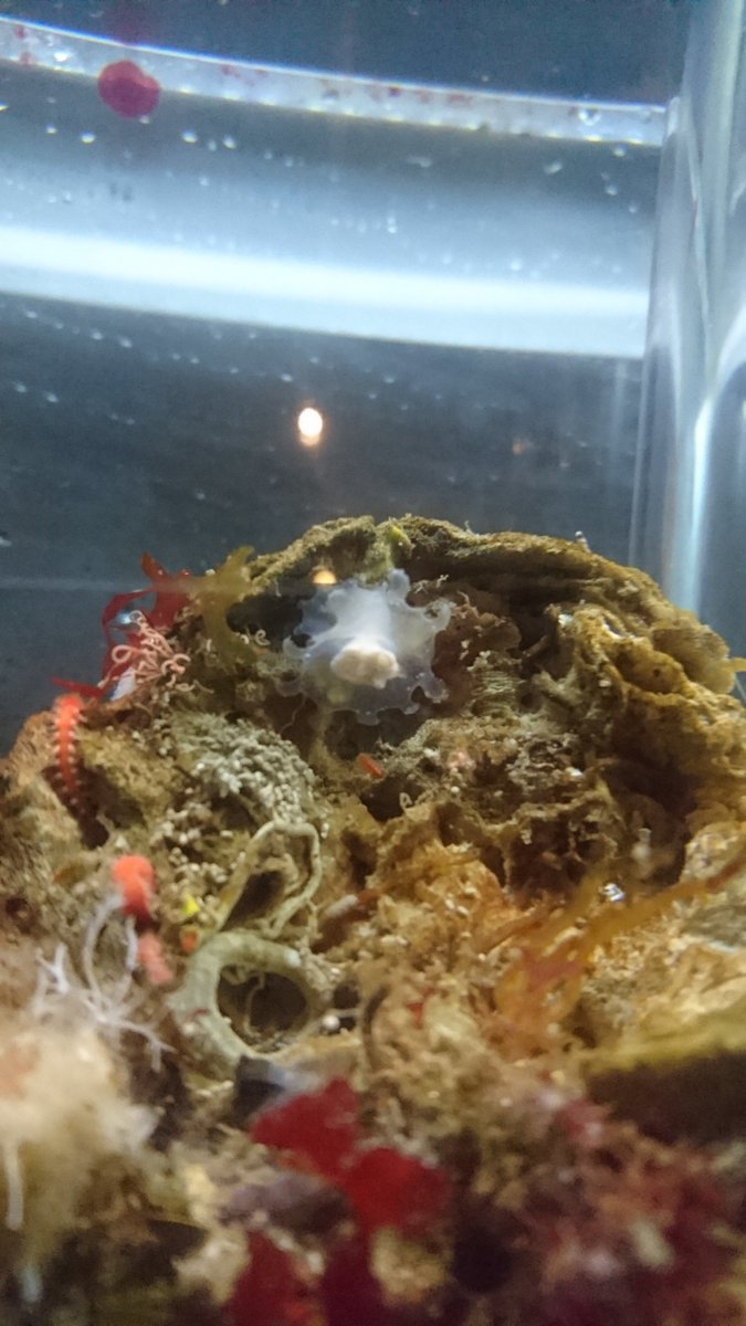 ナマクラクラゲ サムクラゲ Phacellophora Camtschatica 日本近海にいる 目玉焼き といえばこちら 傘から透ける内臓が黄色いので 片面焼きっぽい 寒流が好きで日本海やオホーツク海などに生息している 大型の クラゲで 他のクラゲなどをもりもり食べ