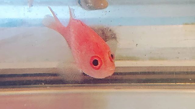 海の手配師 呼びました ブルーコーナー リュウキュウエビス 人面魚 寄り目 珍魚呼びました ブルーコーナー リュウキュウエビス 人面魚 寄り目 珍魚 T Co Uyotohfa2b Twitter