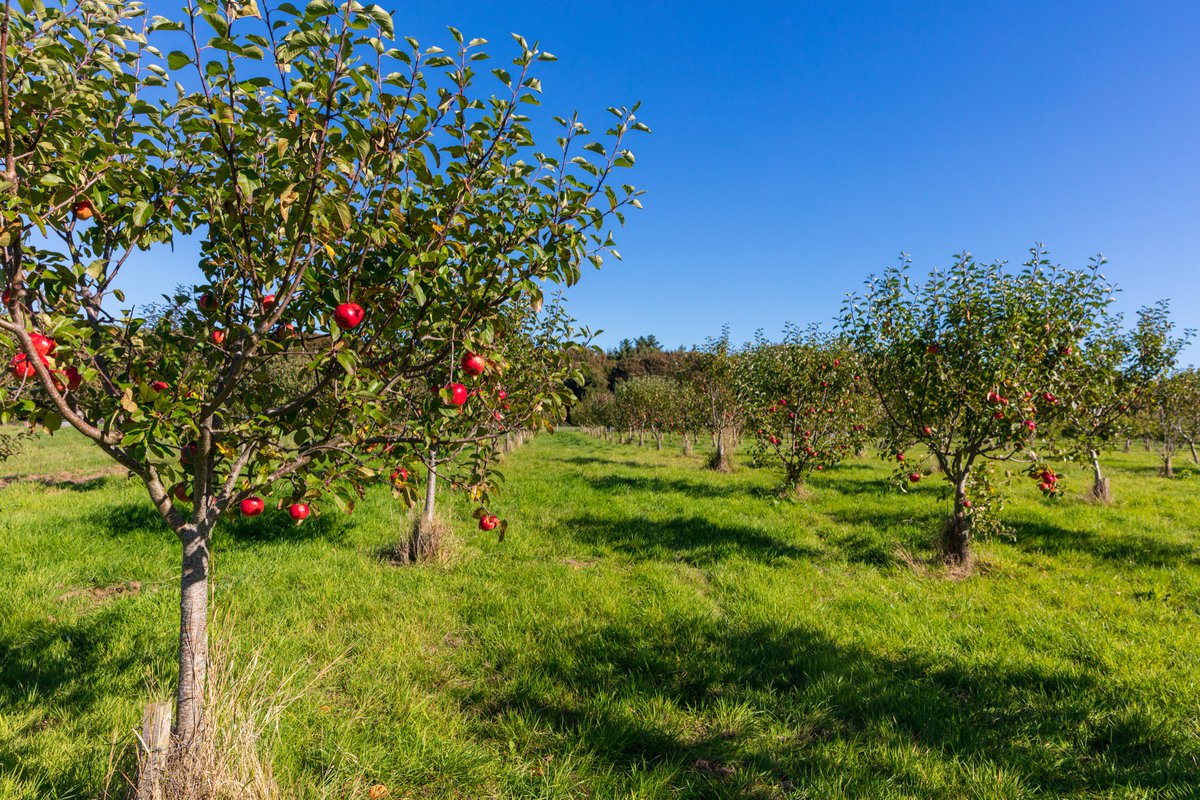Ballymaloe House Hotel tweet media