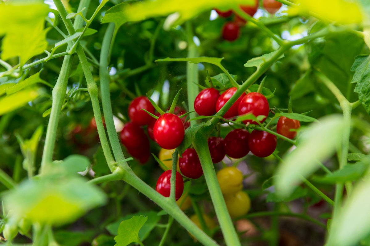Ballymaloe House Hotel tweet media