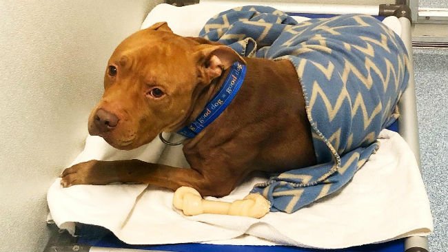 Life With Dogs (@lifewithdogstv) on Twitter photo #ShelterDog insists on nightly tuck-in at bedtime! bit.ly/2yd1hff | Prince is the cutest #pitbull! And he's got staffers at <a href="/Mohawkhumane/">Mohawk Hudson Humane</a> well trained! #dogsrule #adoptdontshop #pitbulllove #ShelterDog insists on nightly tuck-in at bedtime! bit.ly/2yd1hff | Prince is the cutest #pitbull! And he's got staffers at <a href="/Mohawkhumane/">Mohawk Hudson Humane</a> well trained! #dogsrule #adoptdontshop #pitbulllove