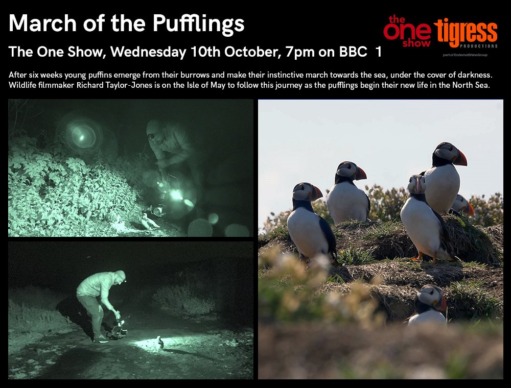 Tonight on <a href="/BBCTheOneShow/">BBC The One Show</a>: <a href="/rtaylorjones/">richard taylor-jones</a> visits the Isle of May to witness young Pufflings emerge from their burrows and march to the sea under the cover of darkness. Tune in at 7pm on <a href="/BBCOne/">BBC One</a>