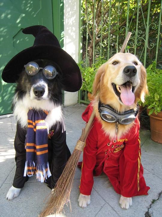 marichigua's tweet photo. Cada vez falta menos para el #DíaDeHalloween ☺️ y en Marichigua "El Atelier de las Mascotas" te ofrecemos el disfraz ideal para tu mascota.
¡Disfraces terroríficos! 🎃 ¡Visítanos! 
⚋⚋⚋⚋⚋⚋⚋
#guineapig #морскаясвинка #cobayo #petslove #feature_do2 #guineapiglife https://t.co/rAcPUCX37S