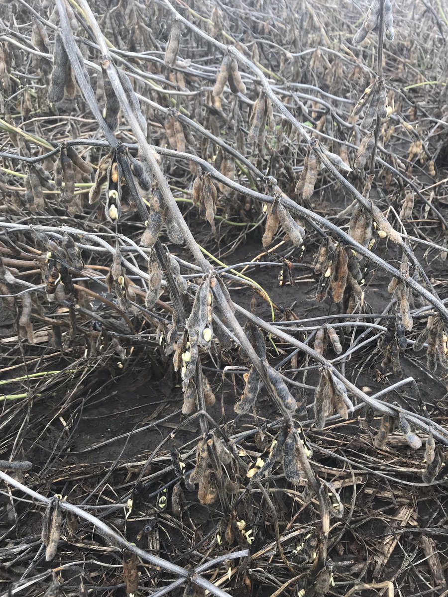Poweshiek county #Iowa #harvest18
Had 80bu beans key word HAD