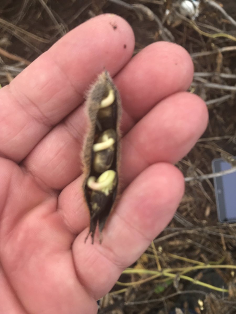 HeishmanAg's tweet photo. Poweshiek county #Iowa #harvest18
Had 80bu beans key word HAD https://t.co/EUNWtzjxm1