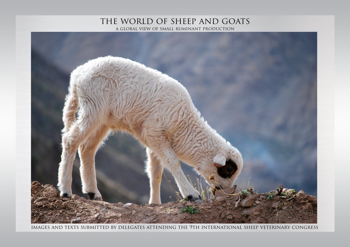 SheepVetsoc's tweet photo. Get yourself a copy of The World of Sheep and Goats from https://t.co/VkaUKLXxvE  &amp; help #vets in low income countries attend the ISVC 2021 in Seville https://t.co/H6t6m4boK9 https://t.co/vvtLZxe1yK