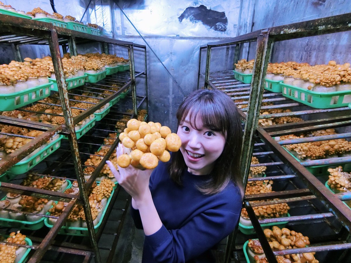 的場絢香 でけえなめこ 商品名 軸が太くて傘も大きい ほんとにでっっかい 歯ごたえはもちろん ぬめりも強く キノコのいい香り 美味しい 木滑なめこは道の駅などで購入できますよ ぜひ味わってみてください 白山市木滑 石川 的場絢香 でけえなめこ 商品名 軸が太くて傘も大きい ほんとにでっっかい 歯ごたえはもちろん ぬめりも強く キノコのいい香り 美味しい 木滑なめこは道の駅などで購入できますよ ぜひ味わってみてください 白山市木滑 石川