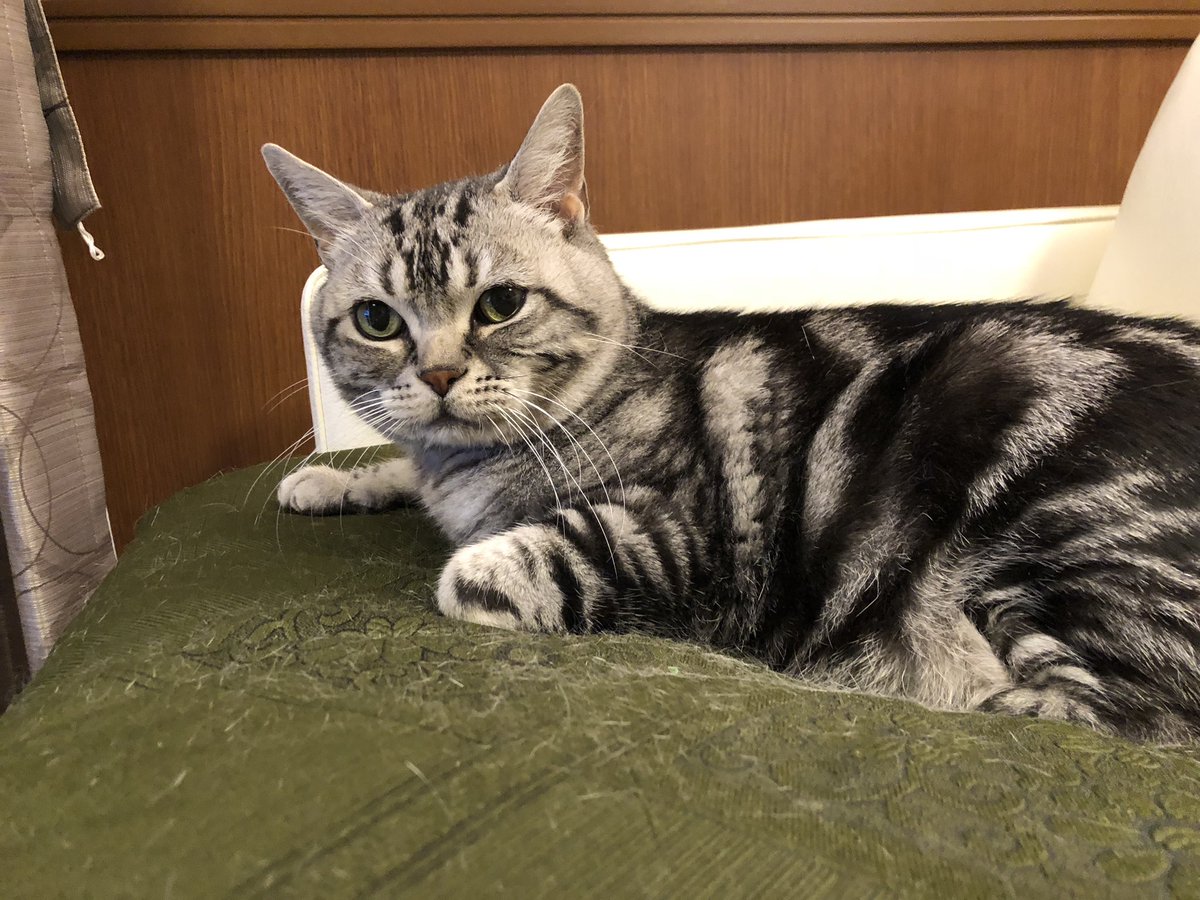 森雪 18年6月17日 愛猫キラが慢性腎臓病のステージ1と診断 セミントラ服用開始 以降 スレッド形式にて検査データ等を記録していこうかと思います 検査データ等 Sdma 16 T4 2 4 Bun 26 9 Cre 1 4 尿比重 1 029 血圧 140 皮下補液 週1 臨床