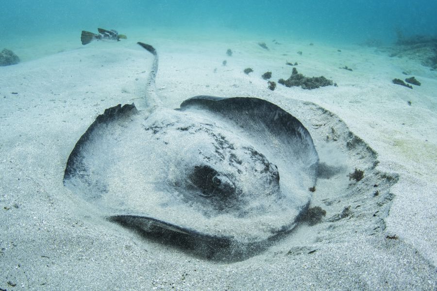 🛳️ GALAPAGOS LEGEND - PROMO
📅 da 3 a 7 notti
PROMO: Biglietti Aerei Gratuiti Isole Galapagos/Quito o Guayaquil - riduzione di € 400 fino ad esaurimento posti: 18-25/10; 26/11; 6-10-13/12 2018; 7-11/03 2019 
Info: bit.ly/2QA24gK
#darwinviaggi #Ecuador #cruise #galapagos