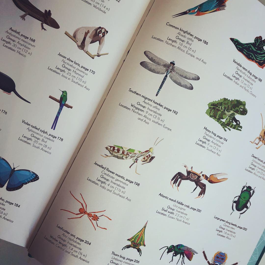 A stunning collection of animals, lavishly presented in this hefty tome #AnAnthologyofIntriguingAnimals provides fascinating facts coupled with stylish illustration and superior photography #benhoare <a href="/DLillustrator/">Daniel Long</a> @canvasbird @danielaterrazzini <a href="/dkbooks/">DK Books UK</a>