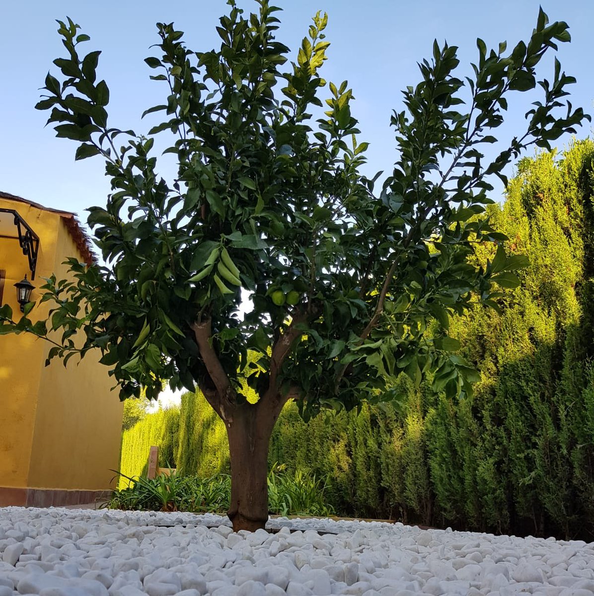 El césped y los cítricos no son buena combinación por las diferentes necesidades de riego. Una idea es eliminar el #cesped y colocar grava decorativa.
#jardines #decoracion