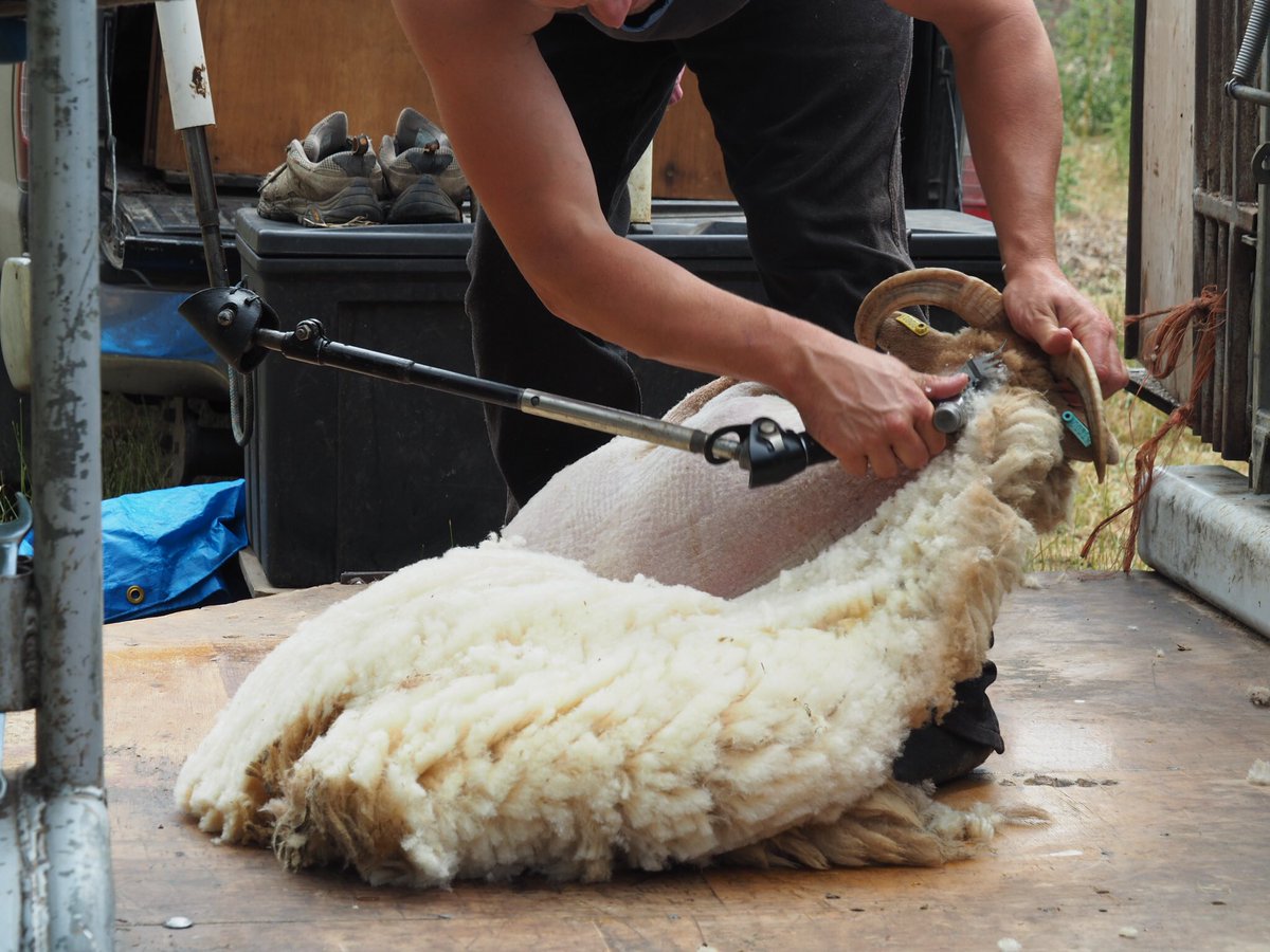 Loopy Ewes tweet media