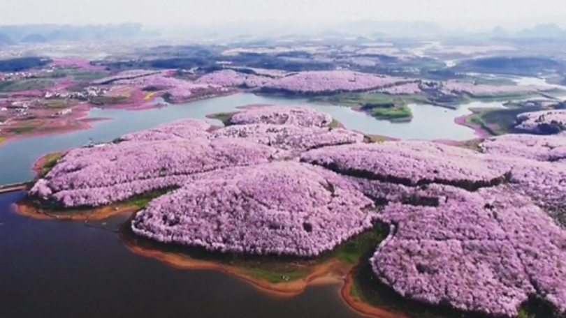 DorcenDomy's tweet photo. #UAE #Kuwait #Q8 #KSA #Saudi

The cherry blossom https://t.co/P8cp1MXCaf